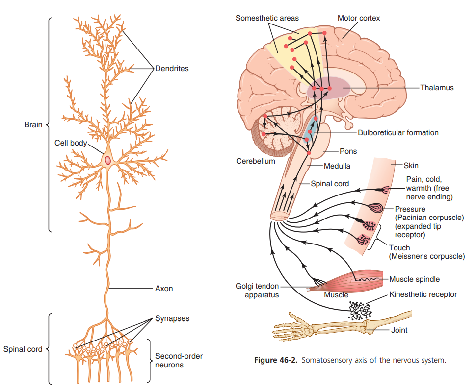 【人体生理学】Guyton and Hall Medical Physiology